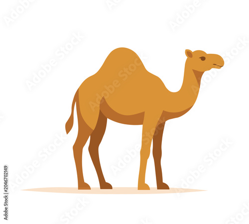 Photography A camel stands peacefully flat style isolated on a white background