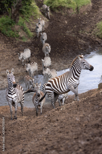Canvas Print Wary Zebras