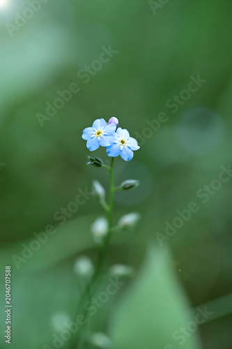 Artistic macro of blue forget me not flower with dreamy lens flare effect