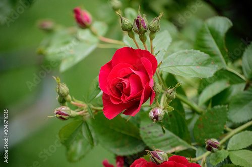 beautiful red rose in the garden