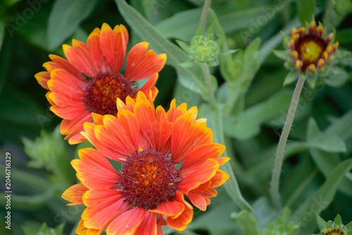 orange flowers in the garden