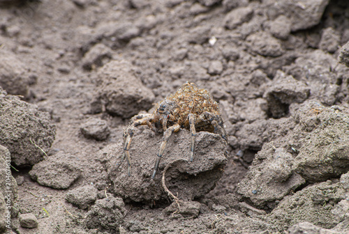a spider on a rock