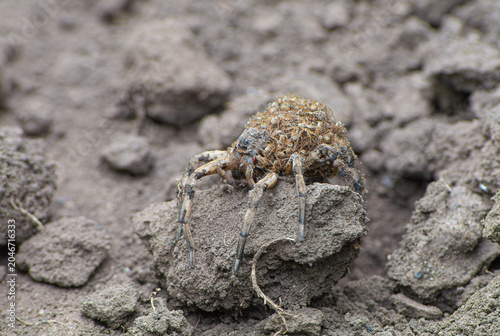spider with kids in the nest brood mother