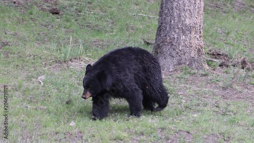 Black Bear in Springtime in Yellowstone National Park Wyoming