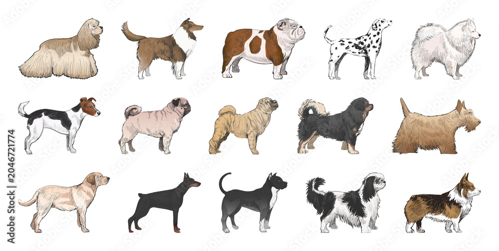 Obraz premium PNG Illustrated diverse dog breeds collection on transparent background