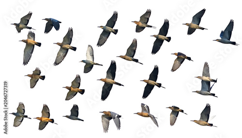 Flock of birds in flight, diverse species in motion against a white background, avian wildlife in natural pose