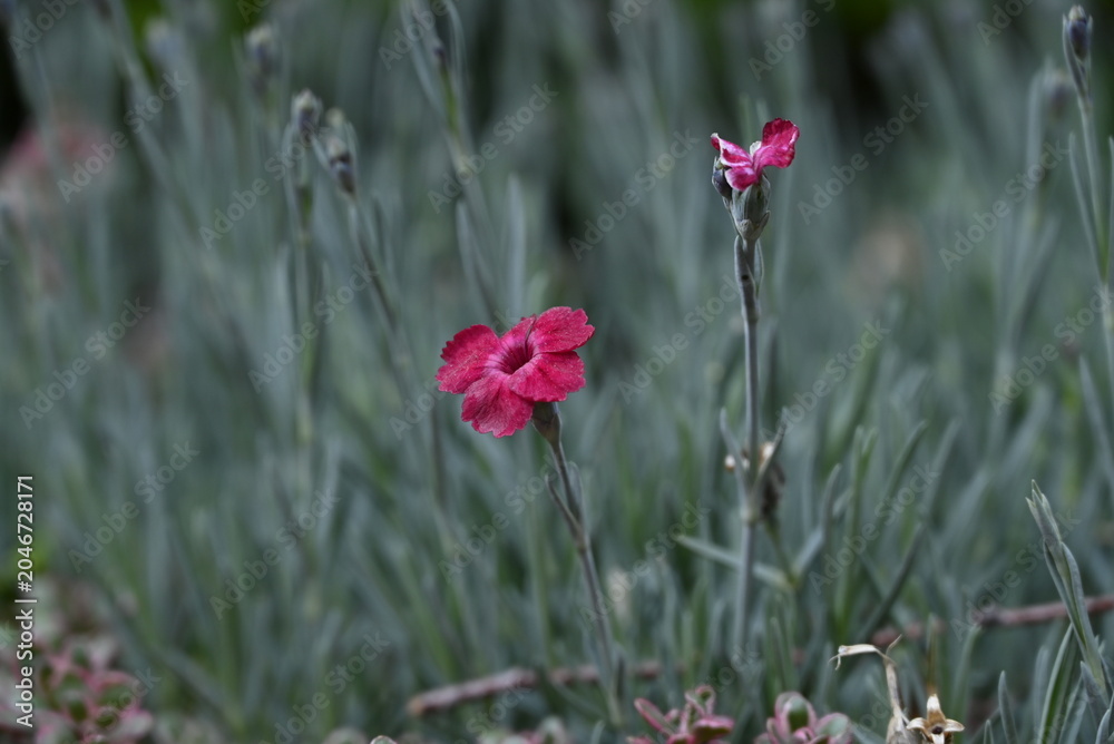 Obraz premium red wildflowers