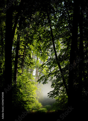 Leśna ścieżka. Forest path.
