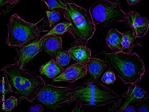 Human Stem Cells Fluorescence Microscopy Image — Regenerative Medicine Research Background