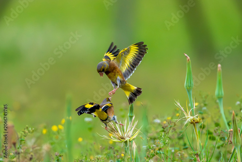 fight between two goldfinch.