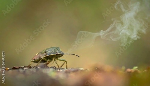 Green shield bug emitting a defensive odor with a wispy trail against a blurred natural background