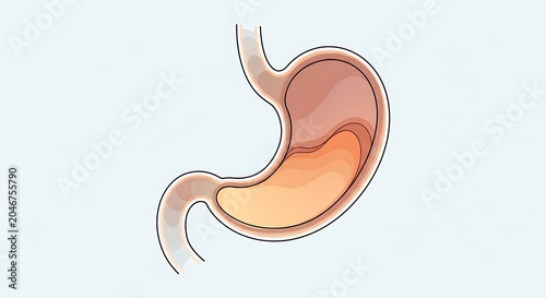 Anatomy of human stomach digestive system illustration.