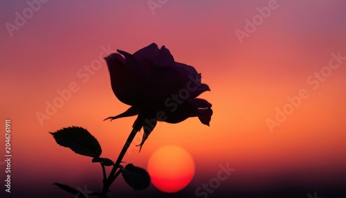 silhouette rose on sunset background