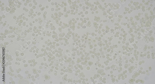 Microscopic view of bacteria and microorganisms in light green and gray colors