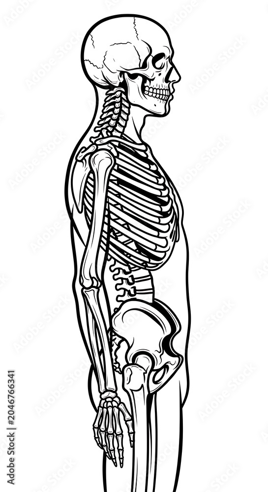 Fototapeta premium Human skeleton anatomical diagram front view.