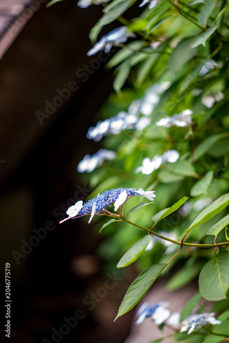 鎌倉26528　光則寺2　額紫陽花