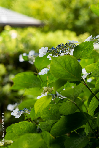 鎌倉26528　光則寺3　山紫陽花