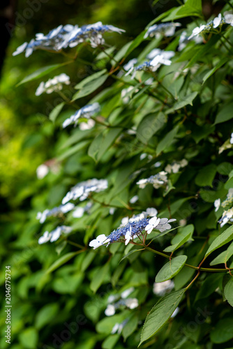 鎌倉26528　光則寺1　額紫陽花