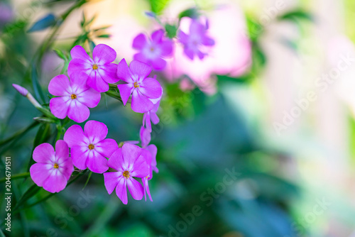 Beautiful purple phlox flowers blooming with right copy space