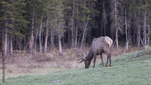 Bull Elk in Velvet in Spring in Wyoming