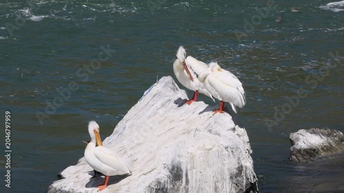 White Pelican in Springtime in Idaho