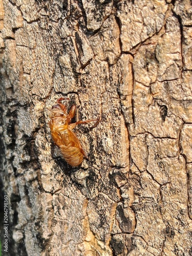 exoskeleton (exuviae) left behind after a cicada nymph has molted. Cicadas shed their outer skin on tree trunks to transition into their winged adult form.