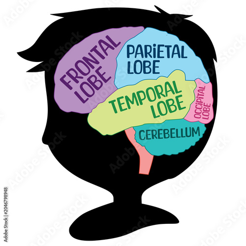 part function brain