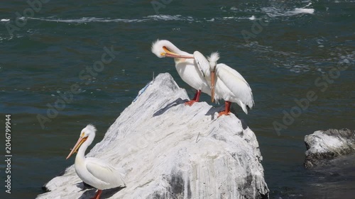 White Pelicans in Springtime in Idaho
