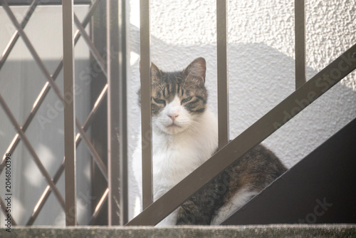 屋外の階段に座る野良猫