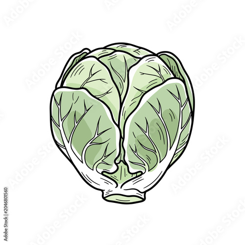 Artistic Sketch of a Pointed Green Cabbage