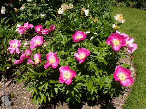 Blooming red peonies on flower bed