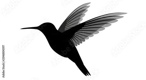 Black bird in flight against white background.