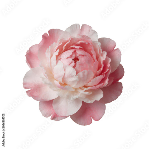 Beautiful pink peony flower head isolated on white background dreamy soft petals blooming aesthetic