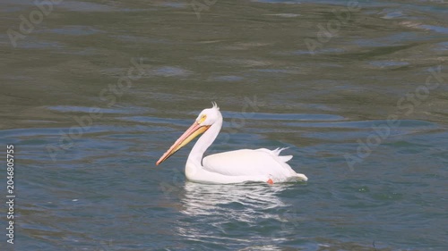 White Pelican in Springtime in Idaho