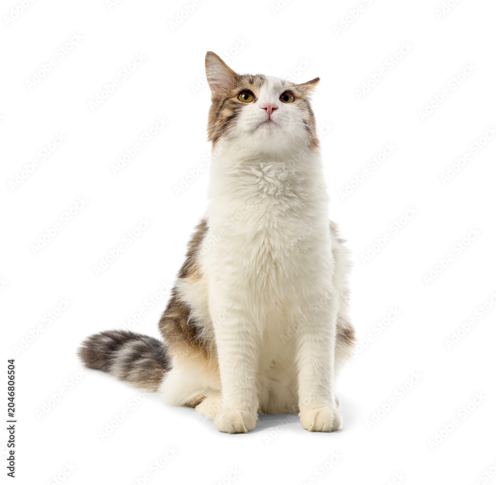 Fototapeta premium Cute cat sitting on white background