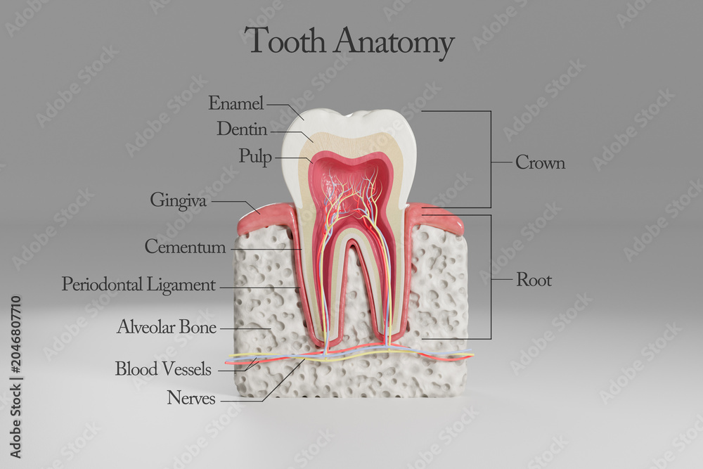 Poster Cross-sectional anatomy of a human molar tooth with labeled ...