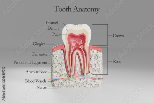Bild auf Leinwand Cross-sectional anatomy of a human molar tooth with labeled structures including enamel, dentin, pulp, gingiva, cementum, periodontal ligament, alveolar bone, blood vessels, nerves, crown and root