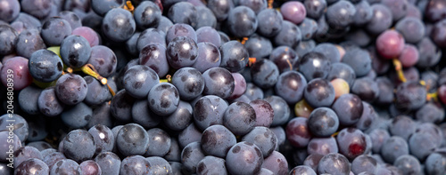 Tableau sur toile Close-up of abundant, fresh, ripe black grapes