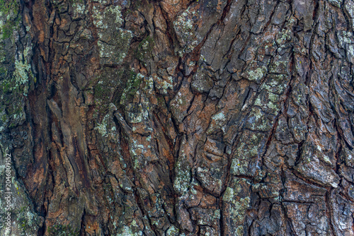 Natural Tree Bark Pattern Texture