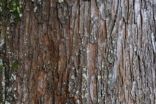 Vertical Tree Trunk Texture Close Up