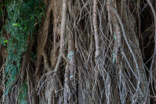 Hanging Banyan Tree Roots Close Up