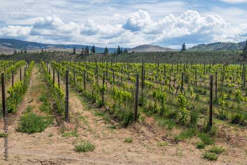 Obraz na płótnie Spring country vineyard in wine country near Oliver BC Canada