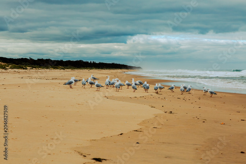 Flock of seagulls standing on sandy beach outdoor recreation