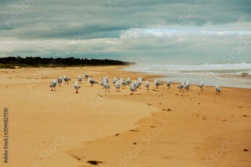 Flock of seagulls standing on sandy beach outdoor recreation