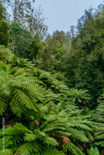 Green tree ferns in temperate rainforest wilderness exploration