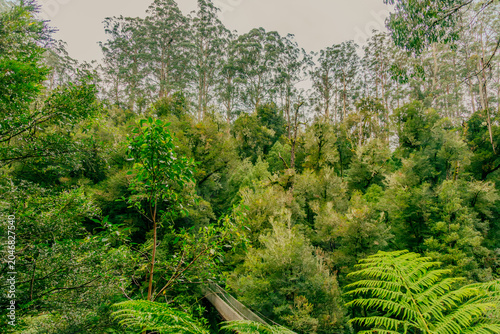 Tall eucalyptus trees over lush forest canopy wilderness exploration