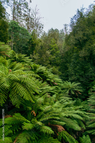 Lush green tree ferns in temperate rainforest wilderness exploration