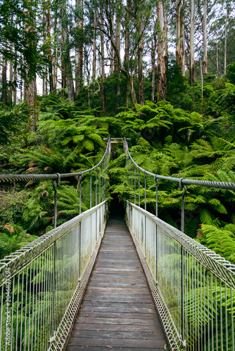 Suspension bridge path through lush fern forest wilderness exploration