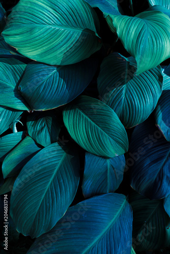 Tropical foliage background with layered green leaves in moody teal tones