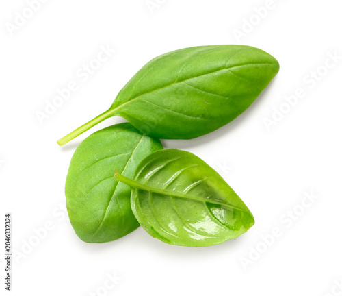 Green basil leaves on white...